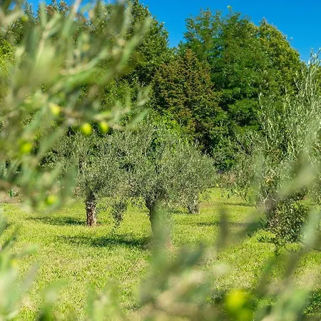 Istria Krsan